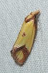 Agapeta zoegana