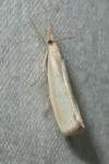 Agriphila straminella
