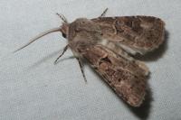 Agrotis bigramma