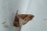 Hypena proboscidalis