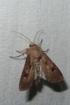 Agrotis exclamationis