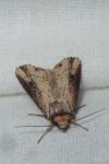 Axylia putris