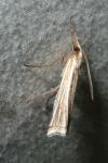 Ancylolomia tentaculella