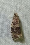 Celypha lacunana