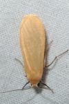 Wittia sororcula