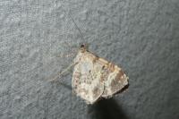 Epirrhoe alternata