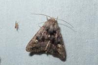 Euplexia lucipara