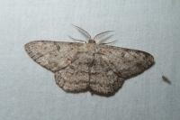 Hypomecis punctinalis