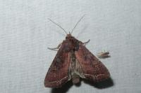 Lacanobia oleracea