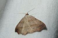 Laspeyria flexula