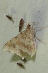 Macaria alternata