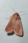 Mythimna albipuncta