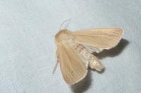 Mythimna pallens