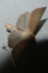Mythimna pallens
