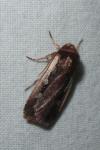 Ochropleura plecta