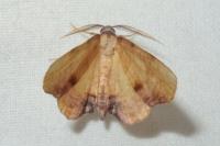 Plagodis dolabraria