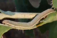 Hecatera dysodea