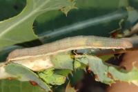 Hecatera dysodea