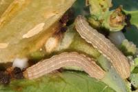 Hecatera dysodea