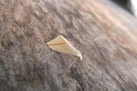 Rhodometra sacraria