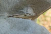 Agriphila inquinatella