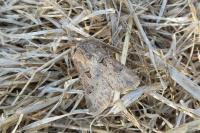 Agrotis bigramma