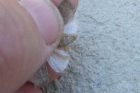 Hoplodrina ambigua