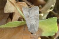 Hoplodrina ambigua