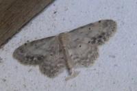 Idaea dimidiata
