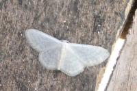 Idaea subsericeata
