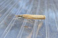 Agriphila tristella