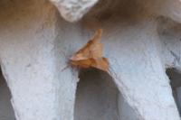 Selenia lunularia