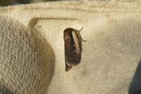 Ochropleura plecta