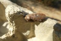 Xestia xanthographa