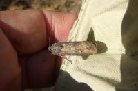 Agrotis ipsilon