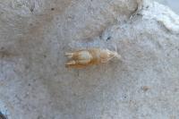 Eucosma conterminana