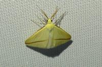 Rhodometra sacraria