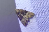 Mesoligia furuncula
