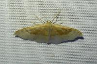 Idaea degeneraria