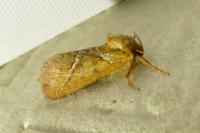 Triodia sylvina