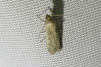Phycitodes