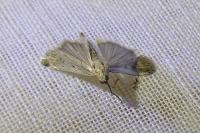 Phycitodes