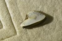 Cilix glaucata