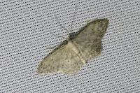 Idaea seriata