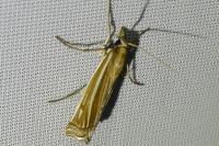 Ancylolomia tentaculella