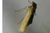 Ancylolomia tentaculella