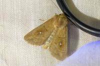 Mythimna albipuncta