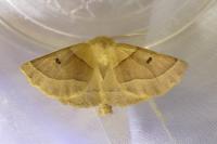 Crocallis elinguaria