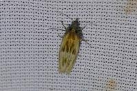 Eucosma cana