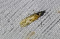Eucosma cana